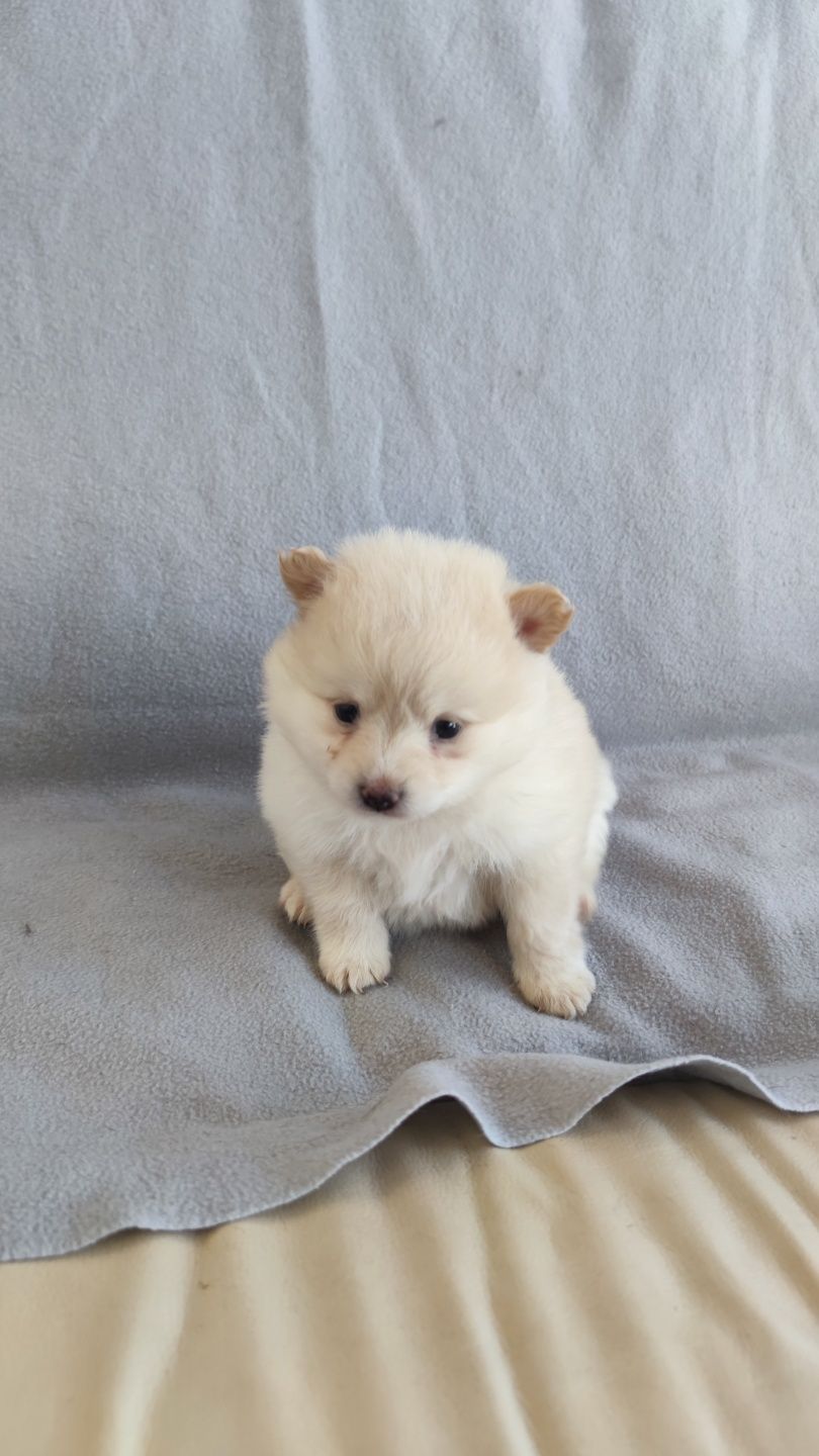Spitz Alemão macho disponível