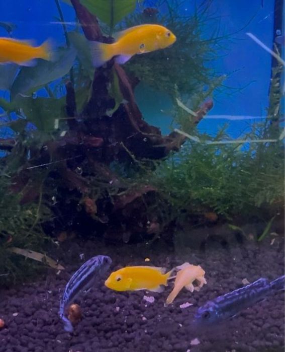 CICLIDEO LABIDOCHROMIS CAERULEUS e CICLIDEO JOHANNI