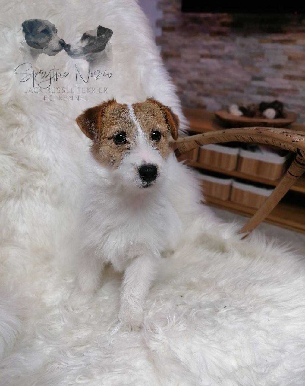 Jack russell terrier * ZKwP FCI* DRAGO szorstki szuka nowego domu