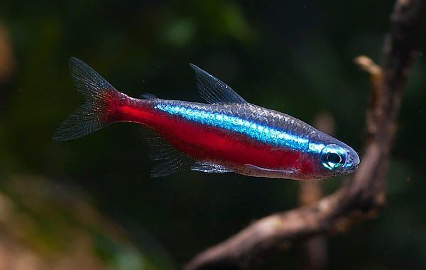 Neon czerwony neonki