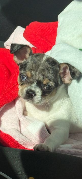 Menino “Chihuahua  lindissimo “ merle”