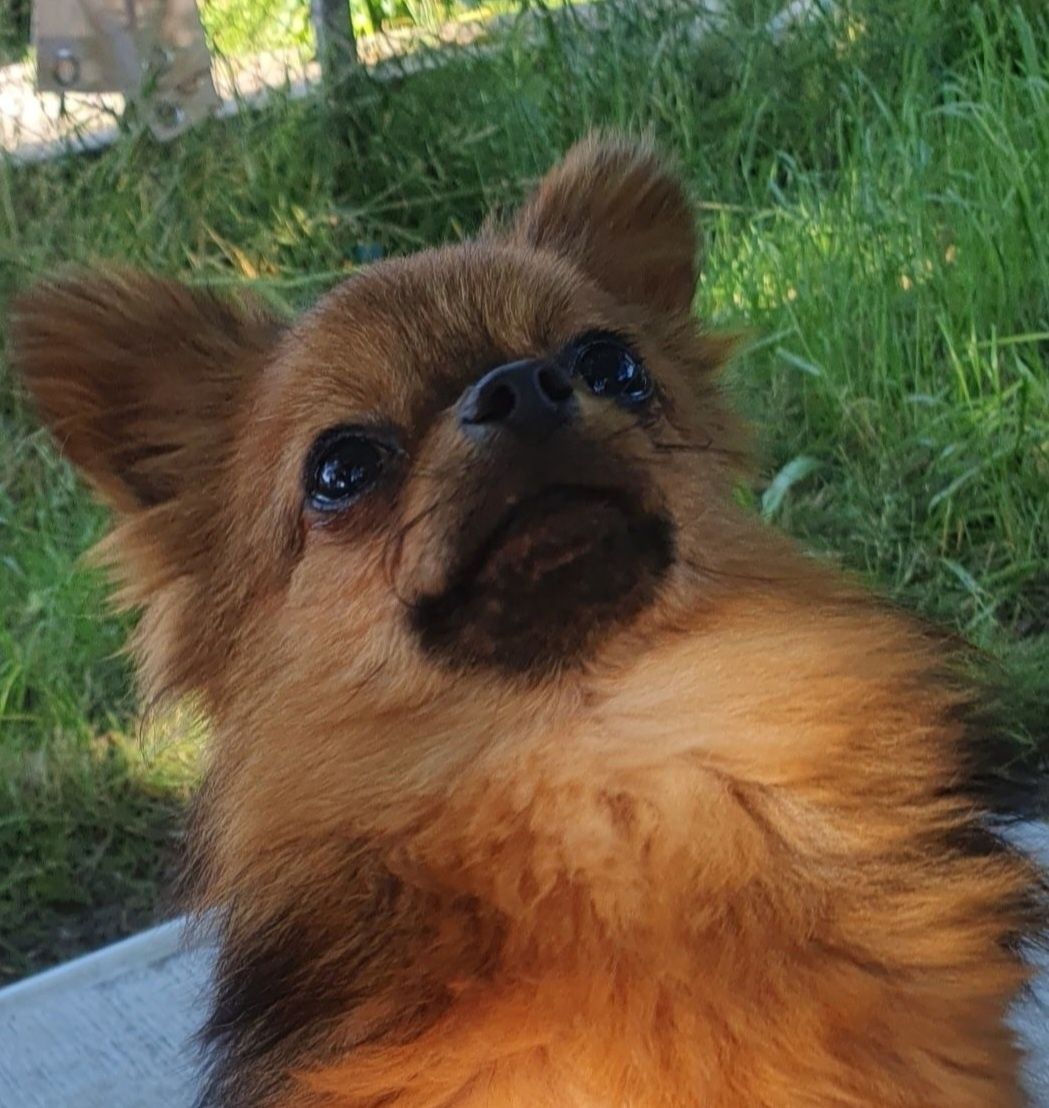 Chihuahua długowłosy
