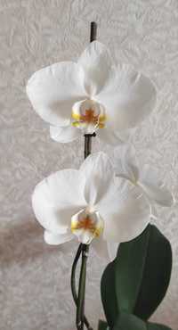 Орхидея размера стандарт, цветы белые 8-9 см