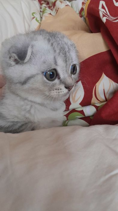 Висловухий котик, хлопчик  срібна шиншила