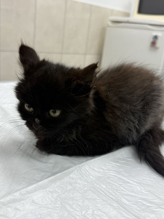 В добрі руки безкоштовно