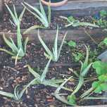 Plantas de Aloe vera