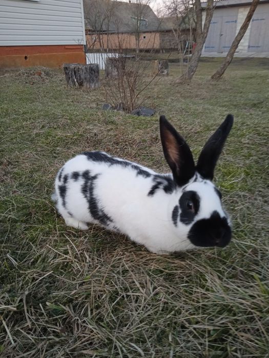 Продам кролики породи строкач