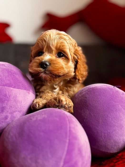 Cudnej urody cocapoo - pudel i cocker spaniel amerykański