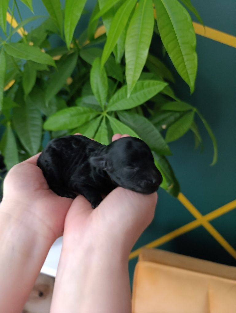 OSTATNI Pudel miniaturowy czarny piesek czysty pudel do odbioru