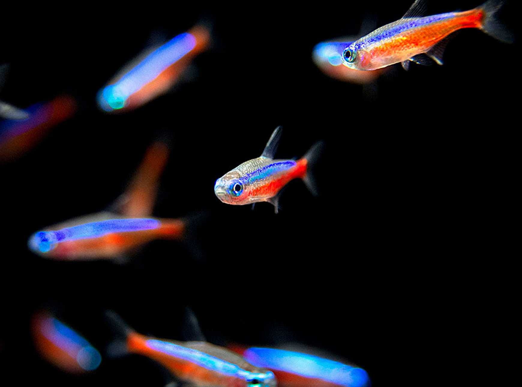 Neon czerwony - Paracheirodon axelrodi - dowóz, wysyłka