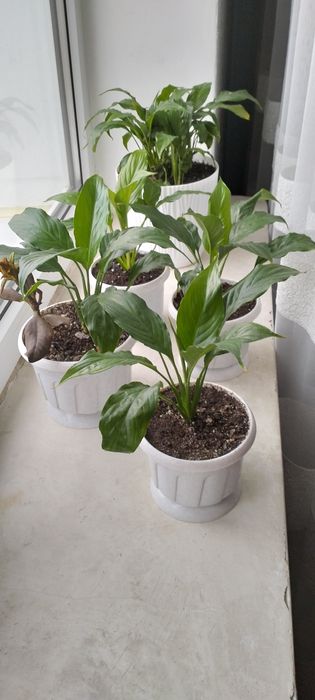 Спатифіллум молоді саджанці