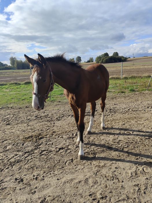 Ogierek AES po Floridos S/Nevados, do sportu/ambitnej rekreacji