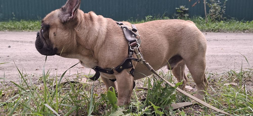 Вязка Французского бульдога