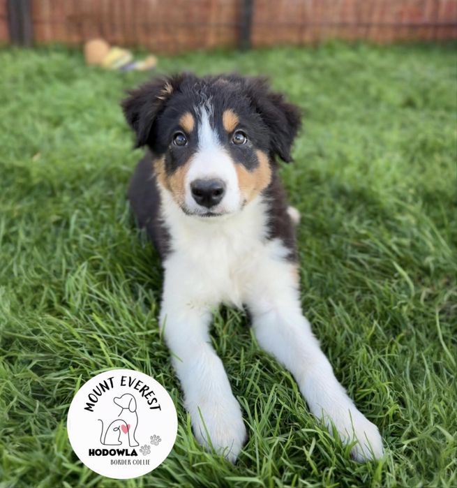 Szczeniak Border Collie Tricolor