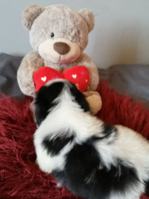 ** SUCZKA ** rasy Shih Tzu pięknie umaszczona dziewczynka.  Laleczka.