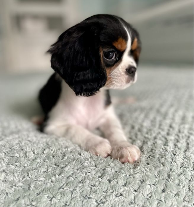 Cavalier king charles spaniel/ samiec