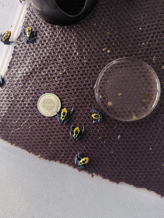 Dendrobates Tinctorius Nominat młode żabki drzewołazy tropikalne