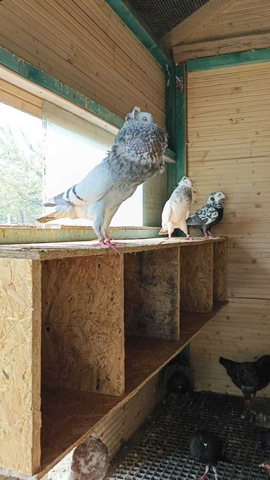 Garłacze Górnośląskie Koroniaste