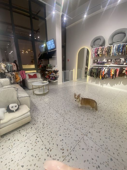 Грумінг в Ірпень -