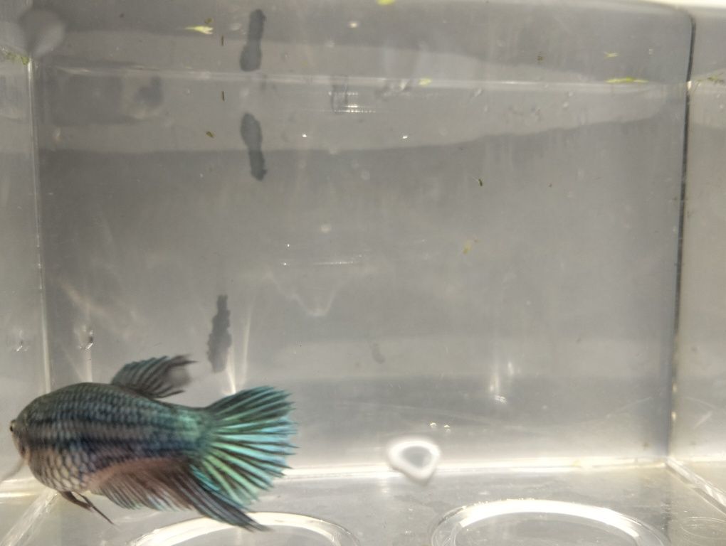 Bettas fêmeas variadas cores