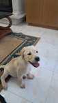 Labrador femea fantastica