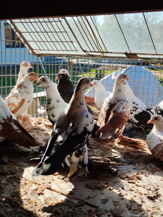 Widyny,wiedyny, gołębie ozdobne