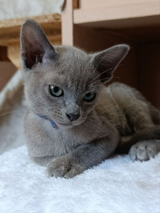 Котики,Бурма голубая, мальчики