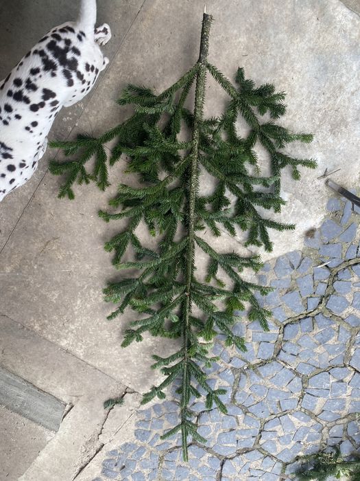 Пишні гілки ялинок