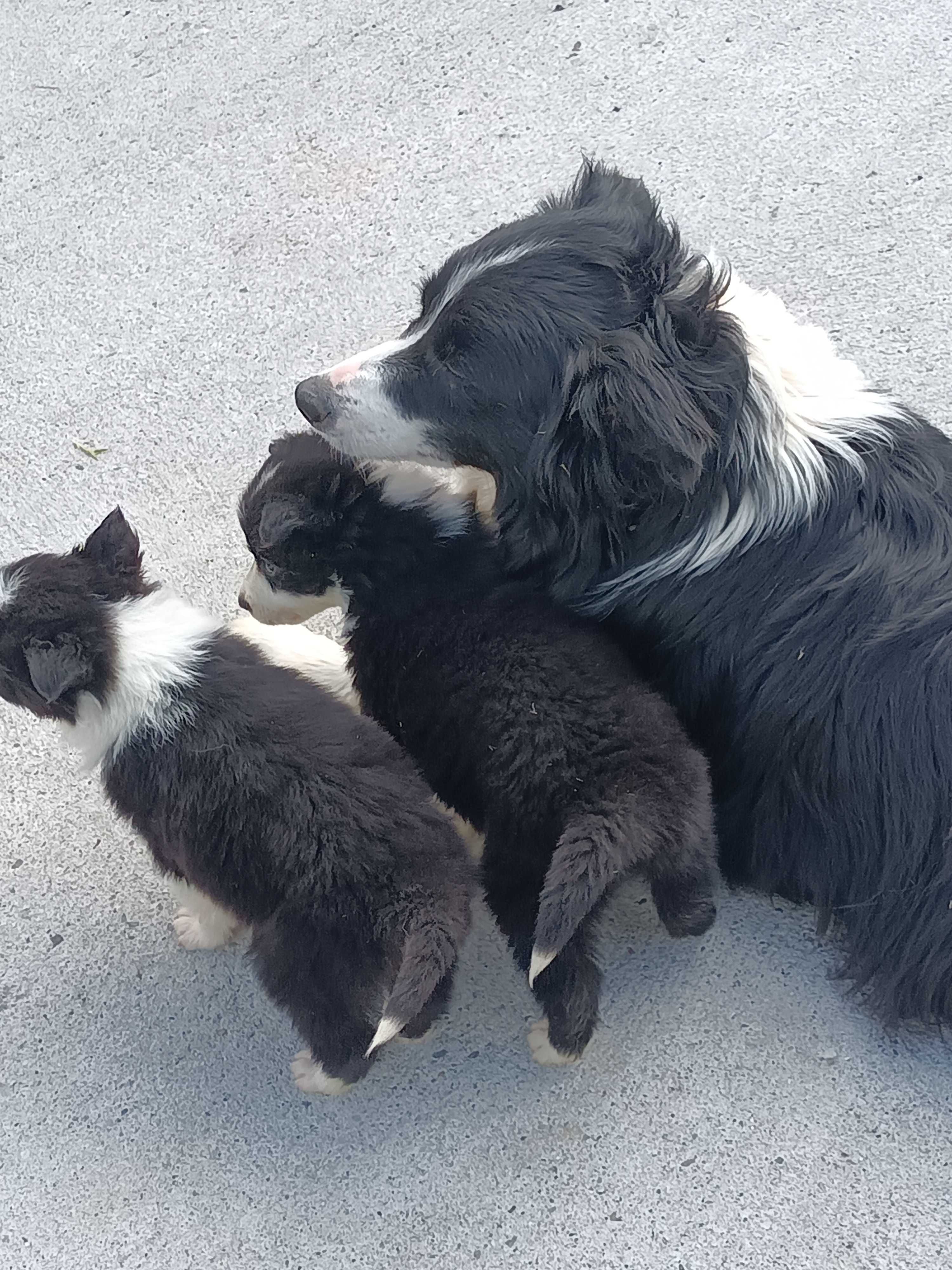 Border Collie -czarno-białe