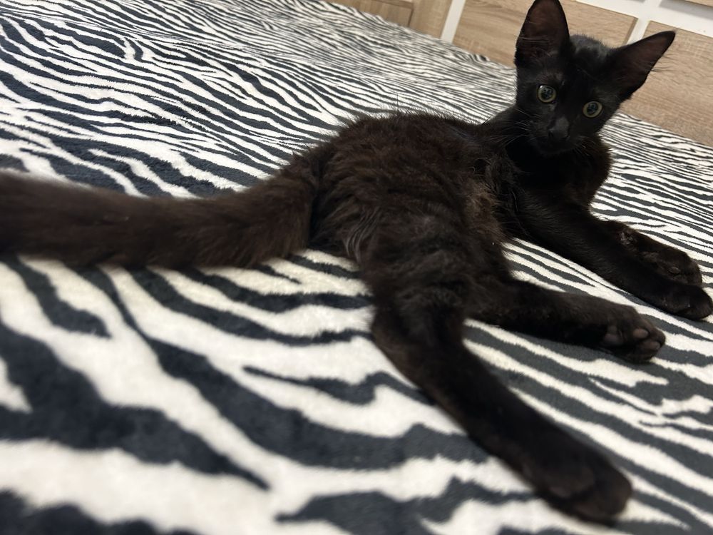 Gatinho para adopção