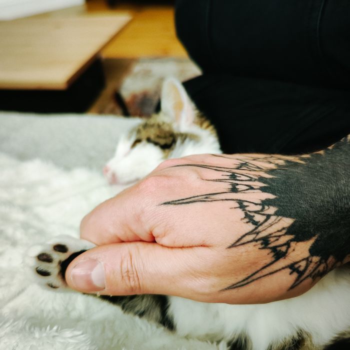Mała kotka do adopcji