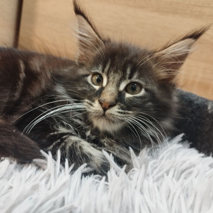 Chłopczyk Maine Coon