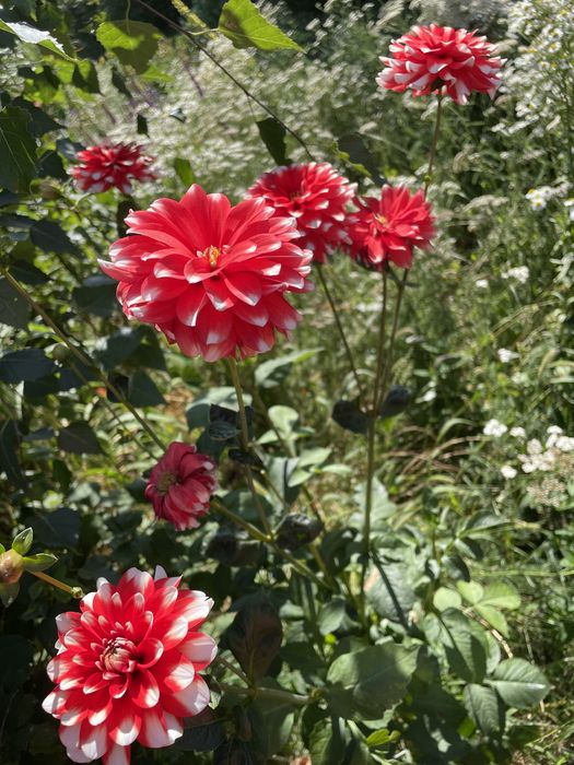 Dalie i byliny długo kwitnące