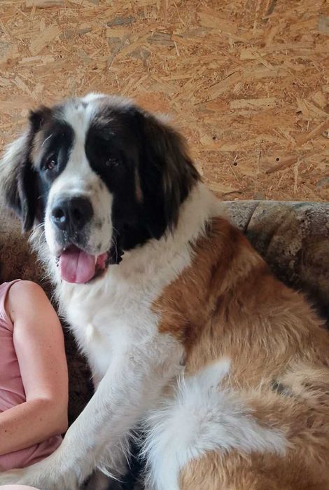 oddam smycz pasuje do Moskiewski Pies Stróżujący