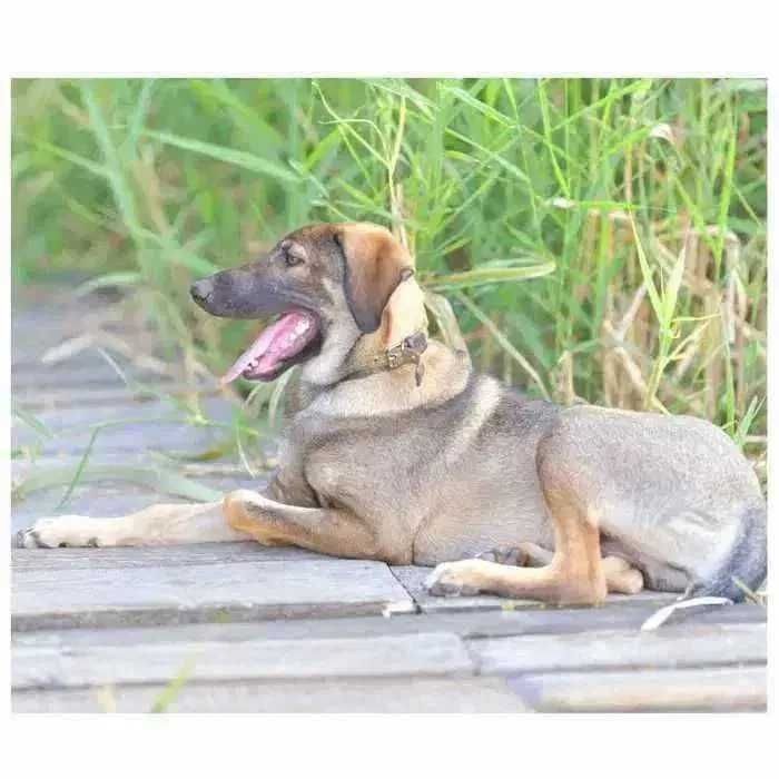 Молодой пес, щенок