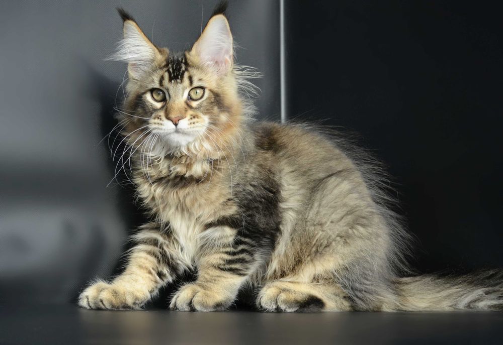 Мейн кун Мальчик 3 мес.