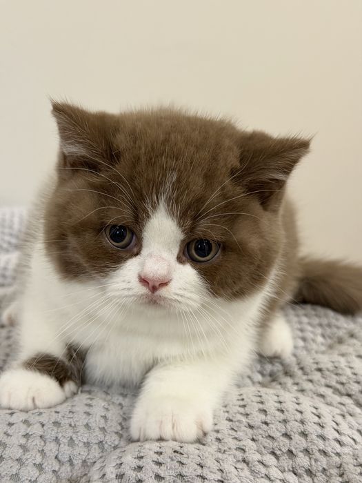 Macho British Shorthair com LOP