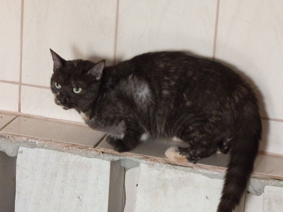 Dymna kotka Dymka poleca się do adopcji