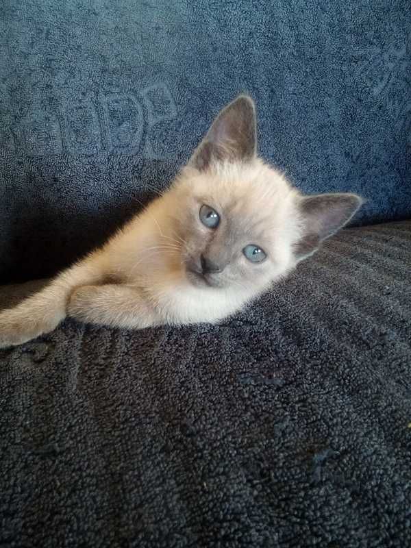 Linda gatinha para ter companhia e amor em casa