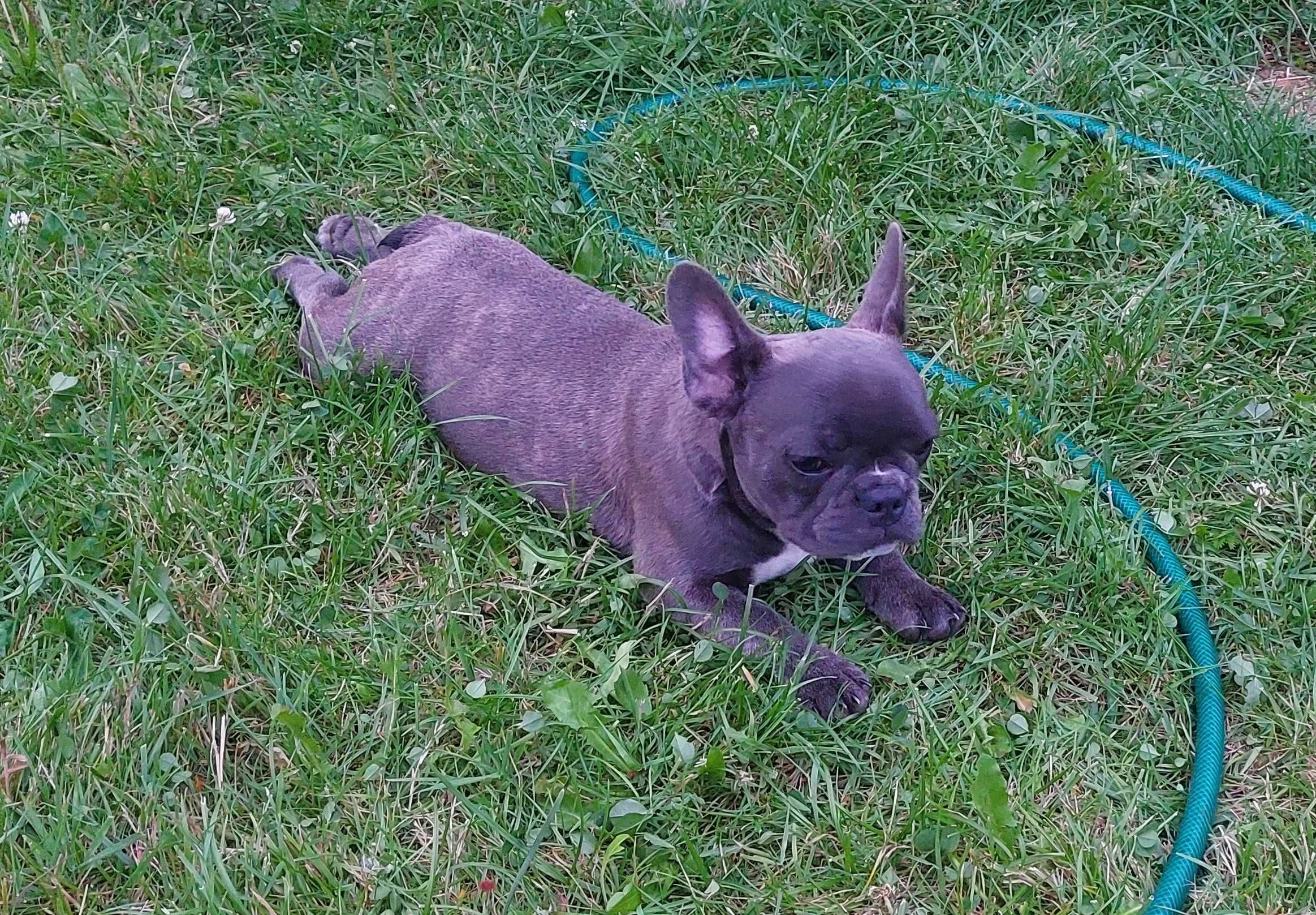 Bludog francuski BLUE niebieska SUNIA