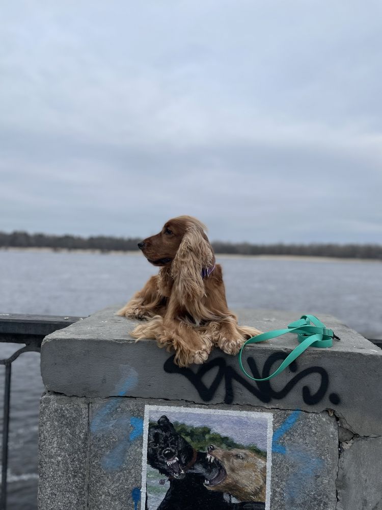 Английский кокер спаниель для съемок