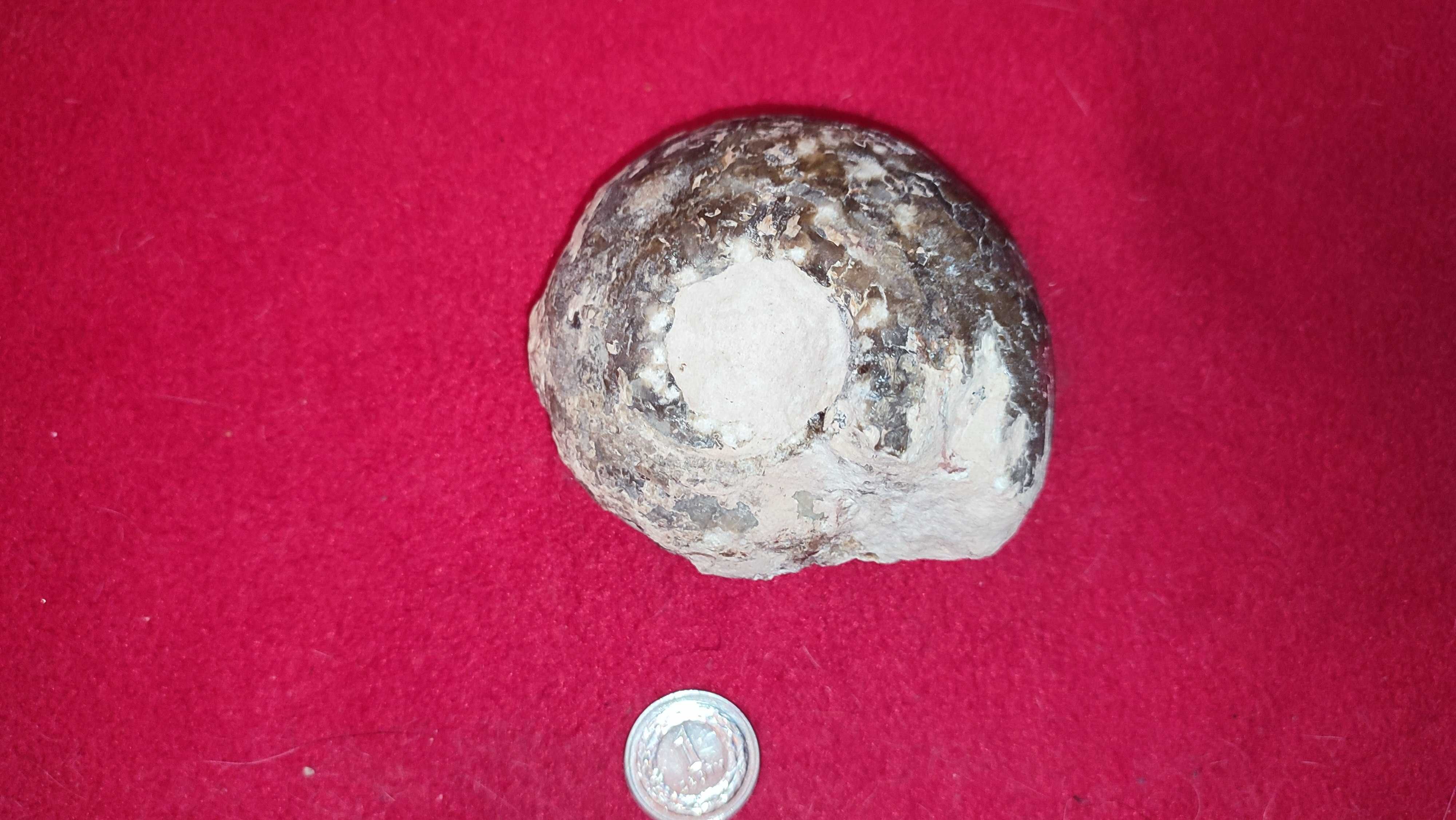 Ammonit duży okaz do oczyszczenia