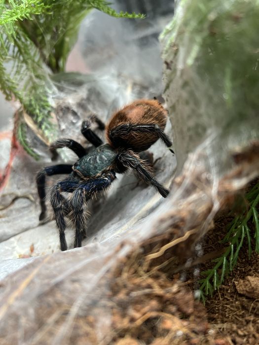 Chromatopelma cyaneopubescens - Samica