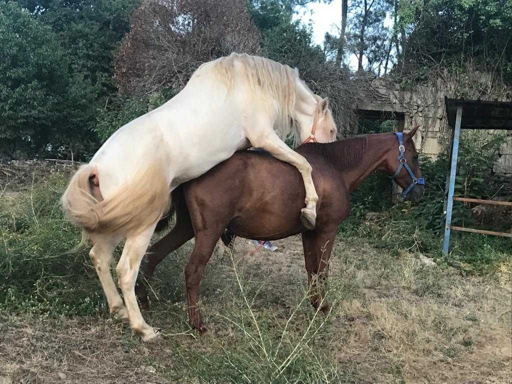 Égua Alazana PRE