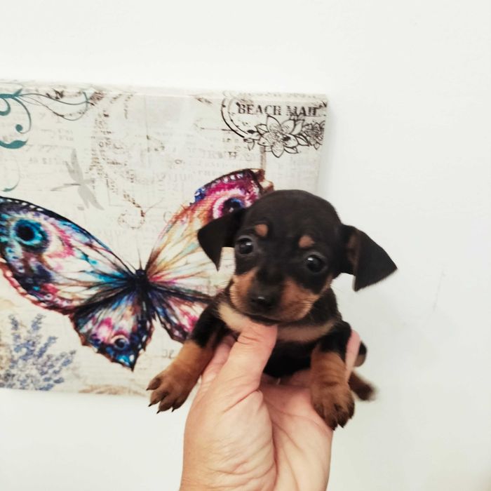 Pinscher fêmea top