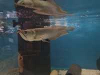 Arowana srebrna 25-30 cm ryby akwariowe