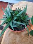 Ładny aloes Pentagon