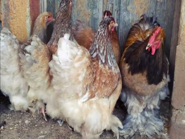 Кохінхін зозулений, помаранчевий. Яйце інкубаційне