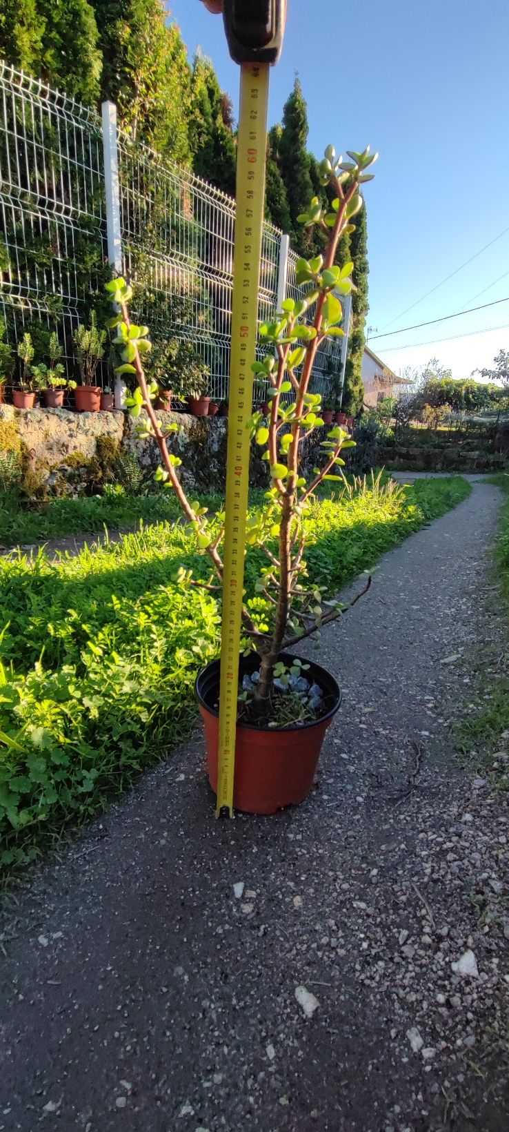 Planta suculenta