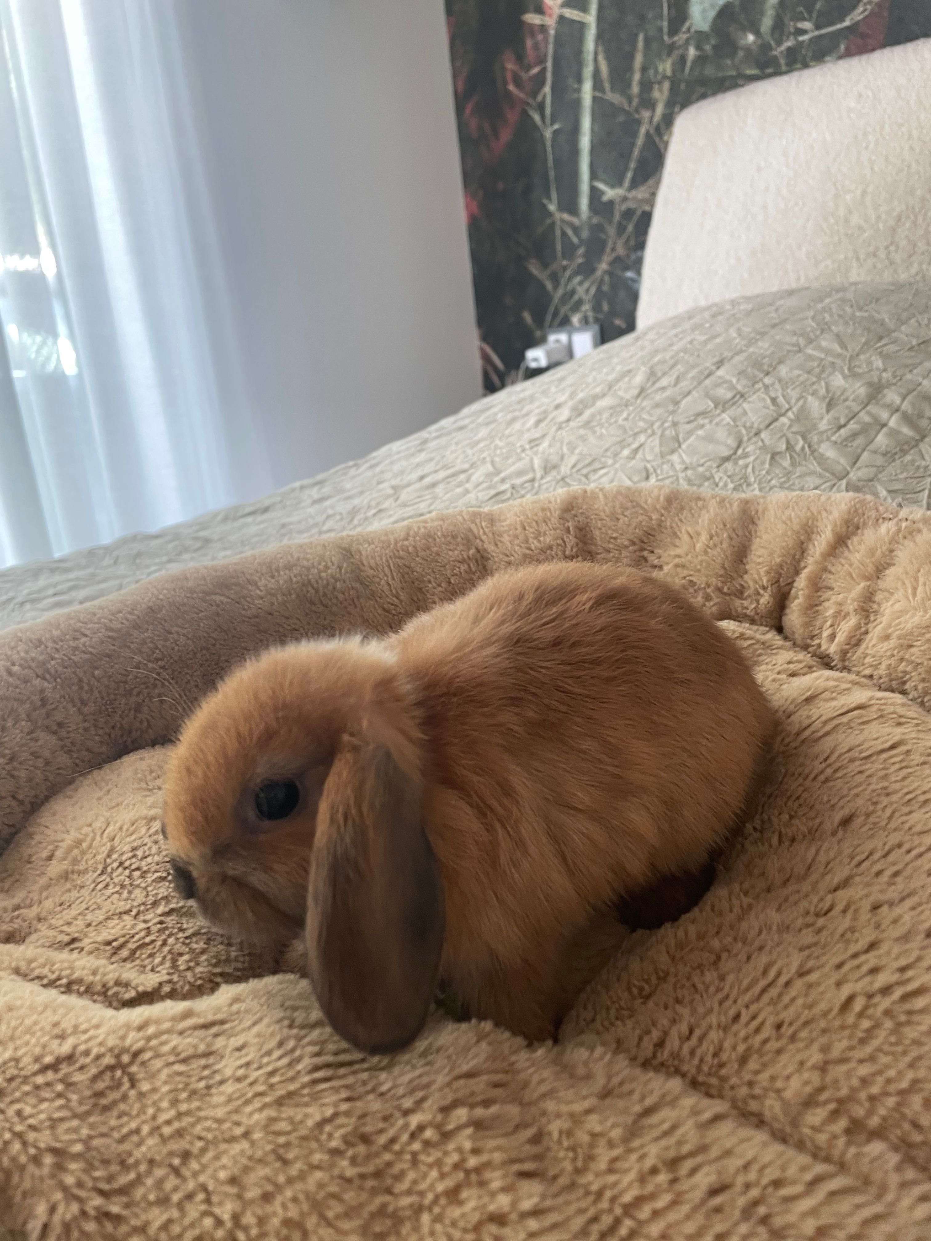 Królik mini lop rudy  samica